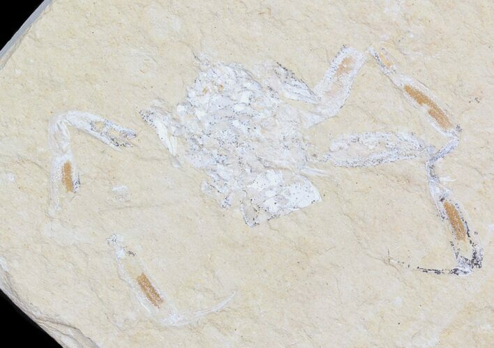 Armored Cretaceous Crab - Lebanon #43555